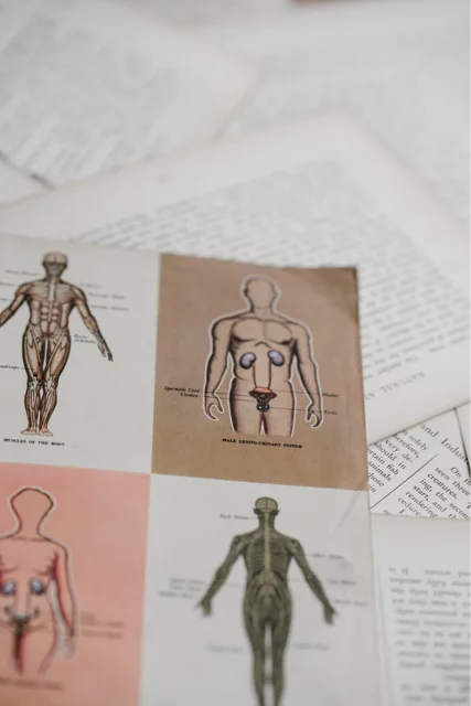 image of medical illustrations of human anatomy